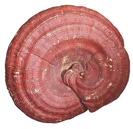 外媒评2022年优秀的PC游戏 《艾尔登法环》获最佳